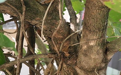 柚木地板.jpg 柚木地板.jpg